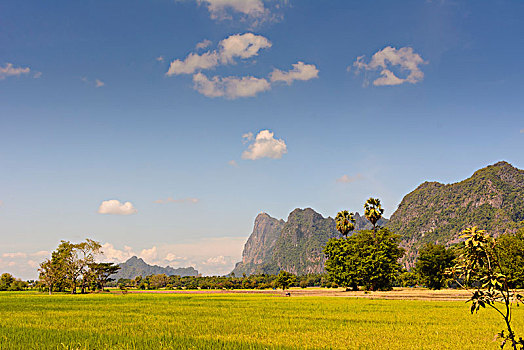 稻田,山,克伦邦,缅甸