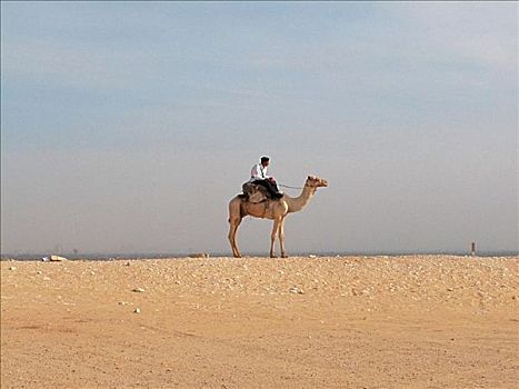 侧面,一个,男人,骑,骆驼