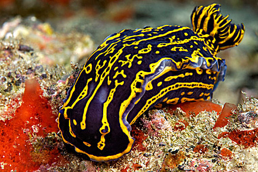 裸鳃类动物,富埃特文图拉岛,加纳利群岛,水下