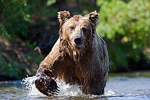 棕熊,卡特麦国家公园,阿拉斯加