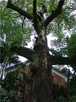 中山纪念堂最古老木棉树