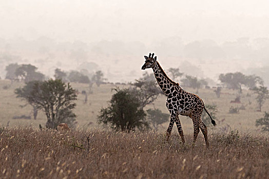 长颈鹿,马赛长颈鹿,走,雾气,查沃,肯尼亚,非洲