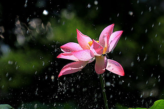 雨中荷花