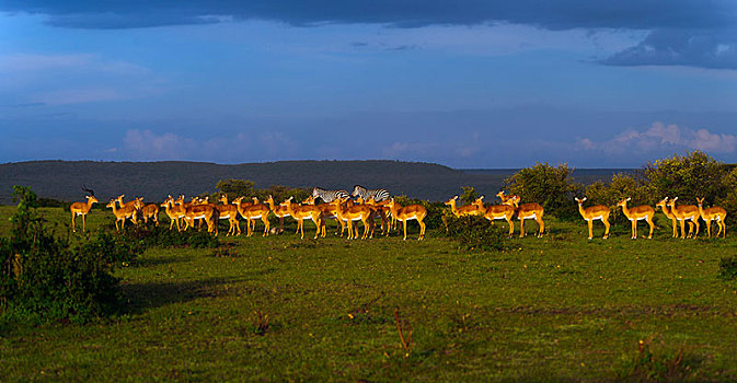 黑斑羚,成年,雄性,牧群,雌性,晚上,亮光,塞伦盖蒂,裂谷省,肯尼亚,非洲