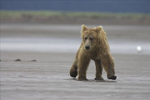大灰熊,棕熊,幼小,成年,女性,卡特麦国家公园,阿拉斯加