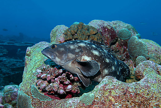 石斑鱼,石斑鱼属,印度洋,马尔代夫,亚洲