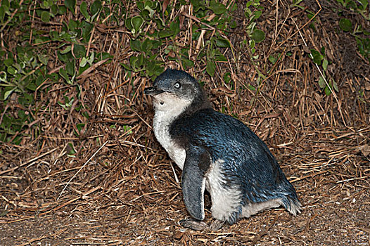小蓝企鹅,幼禽,等待,父母,菲利普岛,澳大利亚