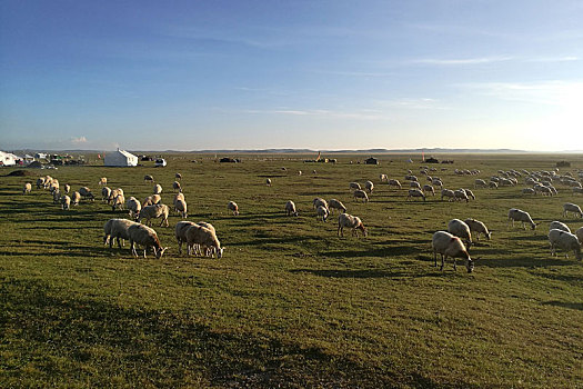 甘肃省甘南草原上的羊群