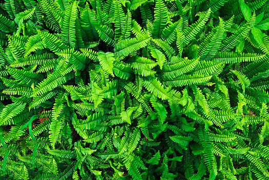 蕨类植物叶子背景