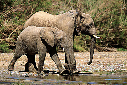 非洲象,水潭,非洲