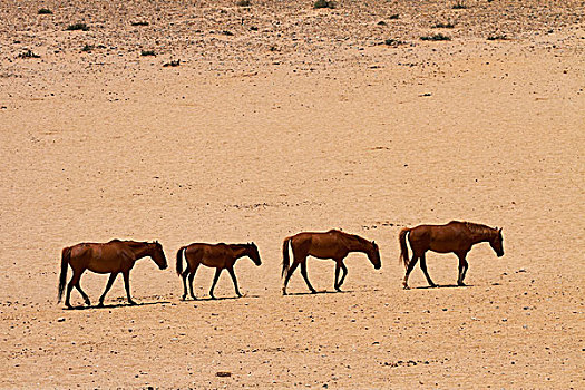 野马,纳米比诺克陆夫国家公园,靠近,南方,纳米比亚,非洲