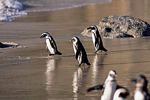 企鹅,海滩,岛屿,西海角,南非