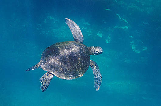 海龟,加拉帕戈斯