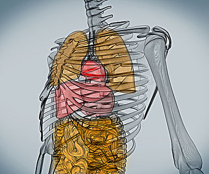 数码,骨骼,内脏器官