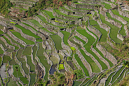 巴纳韦,稻米梯田,吕宋岛,菲律宾