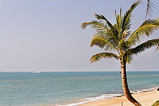 海岛椰树
