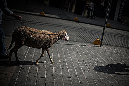 绵羊,街道