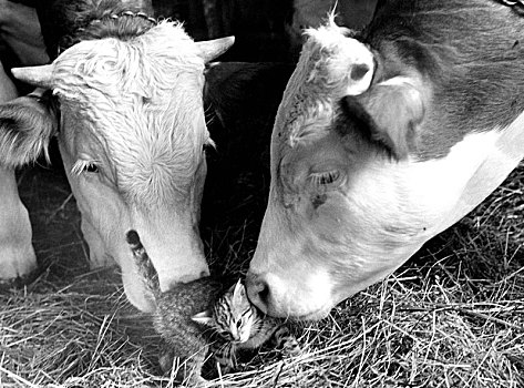 两个,母牛,搂抱,小猫,70年代,精准,地点,未知,奥地利,欧洲