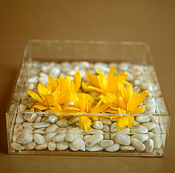 黄花,石头,玻璃器皿