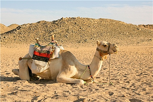 骆驼,休息,沙漠
