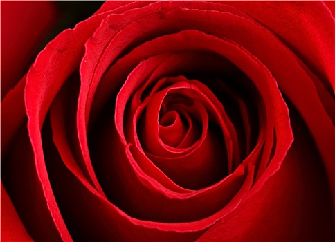 特写,红玫瑰