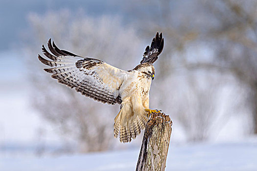 美国兀鹰,鵟,白色,降落,老,柳树,生物保护区,巴登符腾堡,德国,欧洲