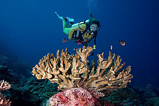 潜水,看,孔隙,珊瑚,菲律宾,亚洲