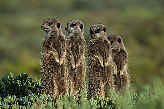 四个,猫鼬,奥茨胡恩,小,西海角,南非,非洲