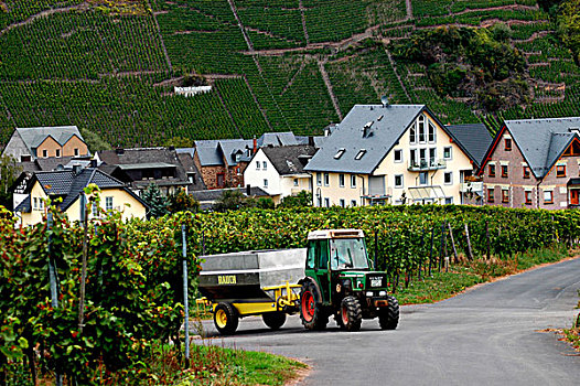 拖拉机,葡萄园,靠近,乡村,摩泽尔,山谷,莱茵兰普法尔茨州,德国,欧洲