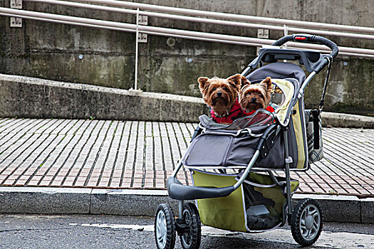 两个,小,狗,婴儿车
