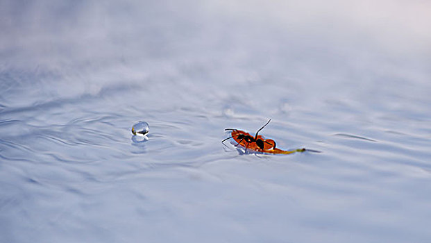 蚂蚁,饮用水,叶子,漂浮,水面,水