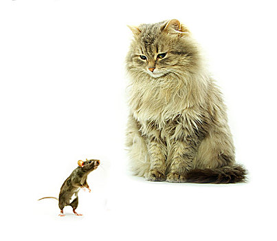 猫,老鼠