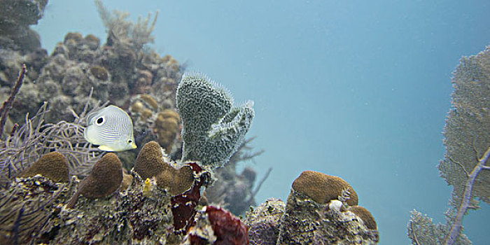 水下视角,鱼,珊瑚,墙壁,海湾群岛,洪都拉斯