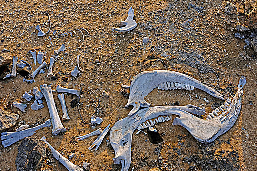 骨骼,残留,牛,大理石,砂砾,荒芜,纳米比亚,国家公园