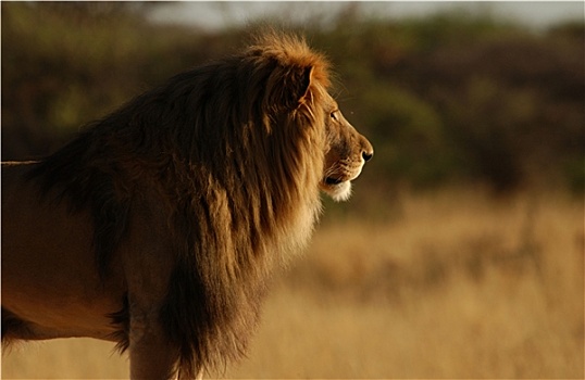 狮子,纳米比亚,非洲