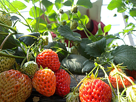 草莓,大棚,地膜,经济作物,甜美,水果,香甜,丰收,果实