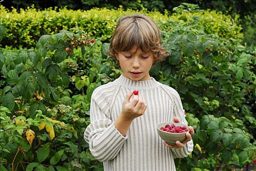法国,孩子,看,树莓