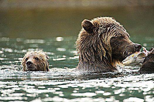母熊,幼兽,大灰熊,灰熊,游动,红大马哈鱼,红鲑鱼,河,不列颠哥伦比亚省,加拿大