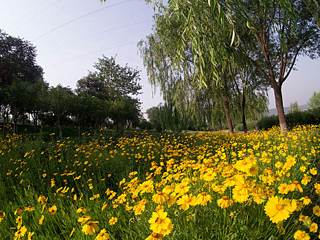 黄花树林