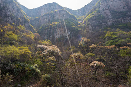 航拍济南南部山区杨家寨连翘花开