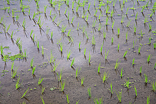 稻米,幼苗,水,稻田,巴厘岛,印度尼西亚