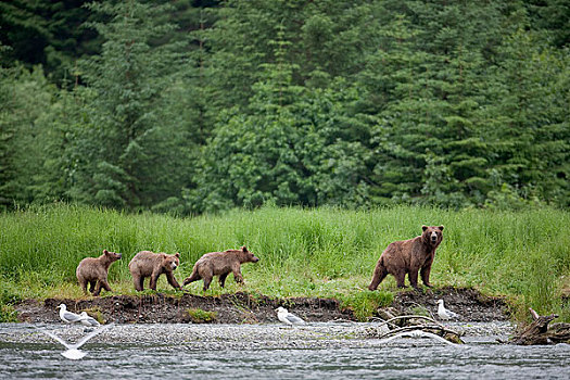 棕熊,母熊,走,河流,三个,幼兽,威廉王子湾,楚加奇山,楚加奇国家森林,阿拉斯加,夏天