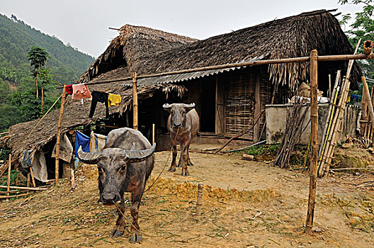 水,水牛,户外,房子,乡村,北越,越南,亚洲