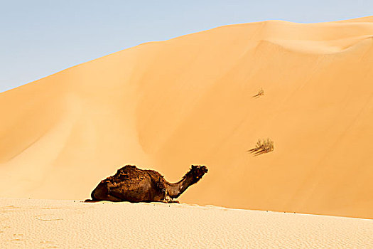 单峰骆驼,靠近,天空,阿曼,空,区域,沙滩