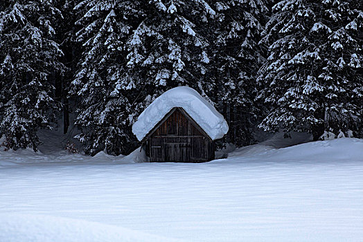 小,木屋,雪地,边缘,树林