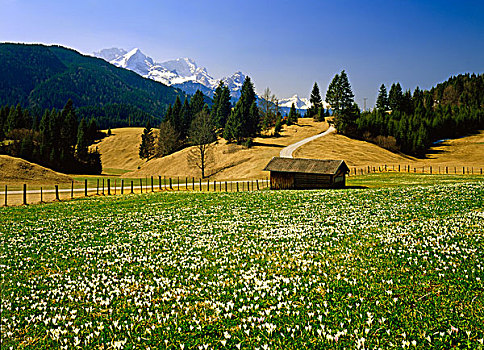 山脉,藏红花,草地,靠近,陆地,上巴伐利亚,巴伐利亚,德国,欧洲