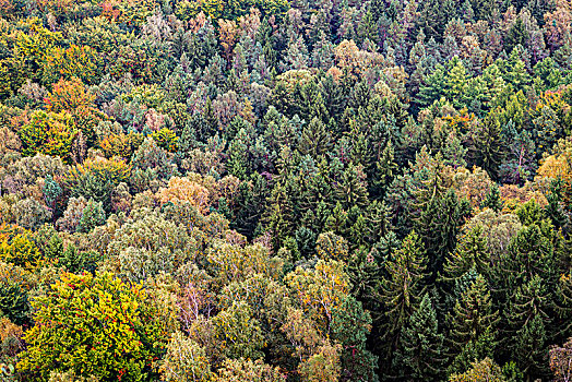 树梢,秋日树林,俯视,砂岩,山,撒克逊瑞士,国家公园,萨克森,德国,欧洲