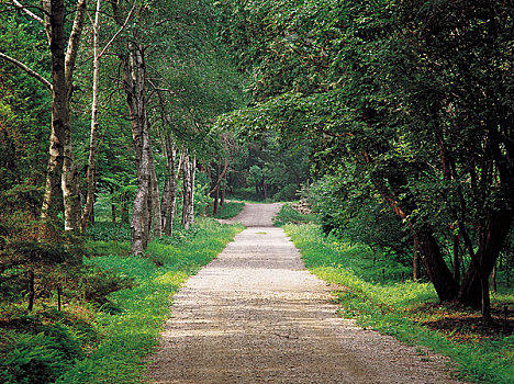 荫凉,树,道路