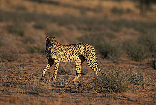 南非,卡拉哈迪大羚羊国家公园,印度豹,猎豹,走,红色,沙丘,卡拉哈里沙漠,日出