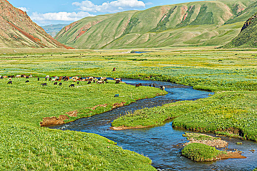 绵羊,牧群,放牧,山,河,峡谷,区域,吉尔吉斯斯坦,亚洲